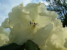 杜鵑,春天,開花