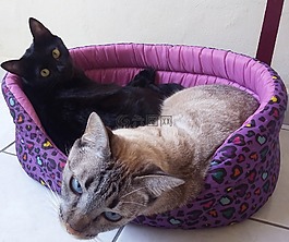 猫,动物,朋友