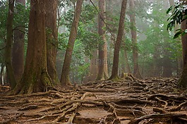 樹,根,森林