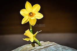 水仙,開花,黃色