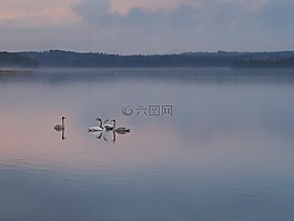 天鵝,黃昏,和平