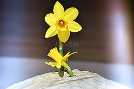 水仙,開花,黃色