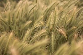 小麥,植物,農(nóng)場(chǎng)