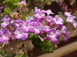 鲜花,花园,拳击球