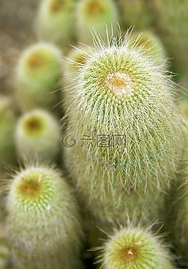 仙人掌,綠色,植物