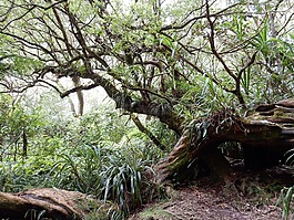 原始森林,徒步旅行,留尼汪島