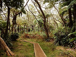 原始森林,徒步旅行,留尼汪島