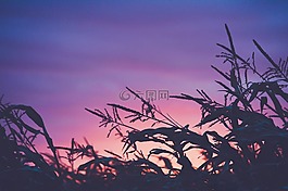 紫色,日落,黃昏