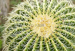 仙人掌,植物,自然