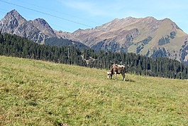 高山,山,牛