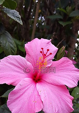花,植物区系,春