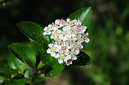 樱花,植物,树