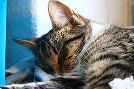 貓,小貓,睡眠