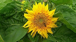 向日葵,性質(zhì),黃色