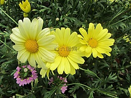 花,黃色,性質(zhì)