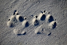 狗,占地面积,海滩