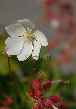 花,性質(zhì),花園