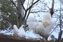 雞,動物,性質(zhì)