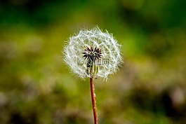 蒲公英,種子,花