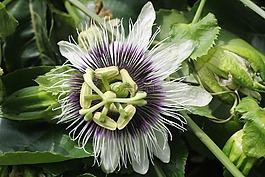 西番蓮花,植物,花的