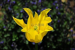 花,植物,黃色