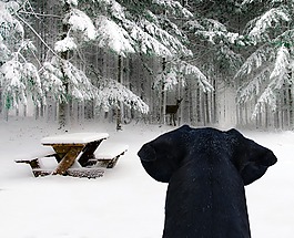 雪,冬天,冷