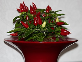 辣椒,紅色,植物