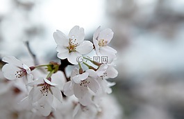 樱花盛开,春天的花朵,植物