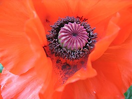 klatschmohn,花,罌粟