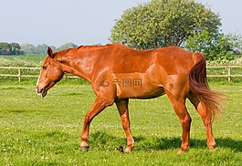 馬,小馬,動物