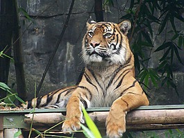 虎,雄偉,動(dòng)物園