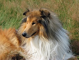 狗,牧羊犬,粗糙牧羊犬