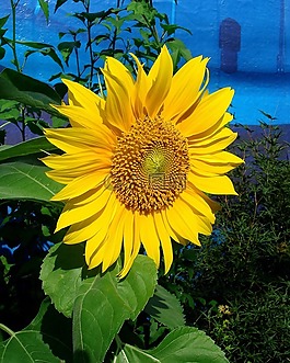 太陽花,盛開,花瓣