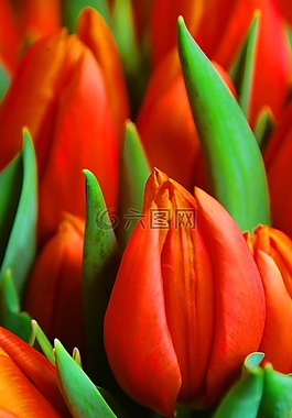 紅色郁金香,鮮花,植物區(qū)系