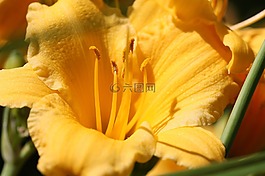 花,植物區(qū)系,花園