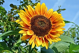 廠,性質(zhì),夏季