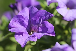 花,自然,花園