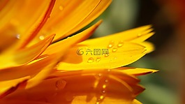 自然,花,植物區(qū)系