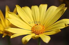 黃色,花,植物區(qū)系