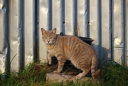 猫,鲭鱼,品种猫