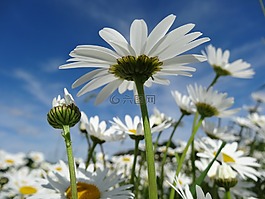 雛菊,花多,鮮花