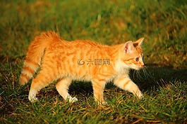 小貓,貓,貓寶貝