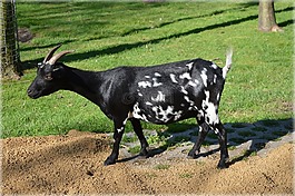 山羊,牲畜,農(nóng)場(chǎng)