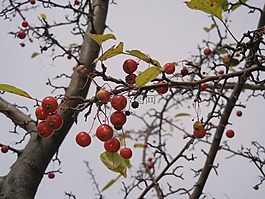 華盛頓山楂,漿果,樹