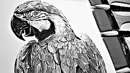 鸚鵡,金剛鸚鵡,畫筆