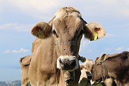 動物,奶牛,農(nóng)業(yè)