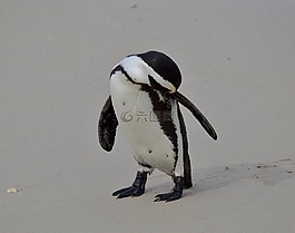 鳥,野生動物,冬天
