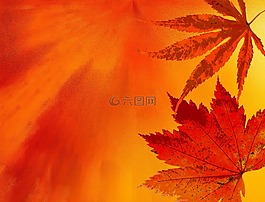 秋季,背景,秋天的顏色