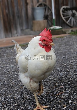 母雞,哈恩,肥母雞