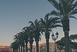棕櫚樹,夏天,日落